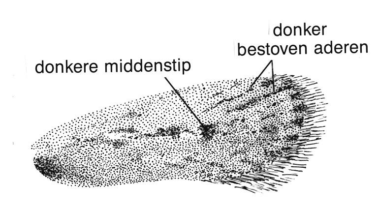 Voorvleugel van Depressaria pimpinellae (Oecophoridae).